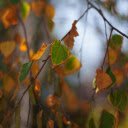 Green leaves with yellow edges  screen for extension Chrome web store in OffiDocs Chromium