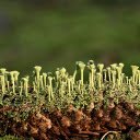 Green Lichens  screen for extension Chrome web store in OffiDocs Chromium