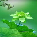 Green lotus wallpaper  screen for extension Chrome web store in OffiDocs Chromium