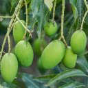 Green Mango Branches  screen for extension Chrome web store in OffiDocs Chromium