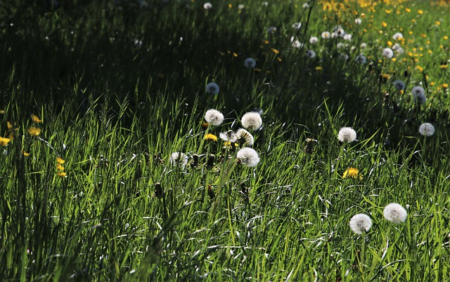 Faça o download gratuito das freiras do prado verde, imagem gratuita da grama do amanhecer para ser editada com o editor de imagens on-line gratuito do GIMP