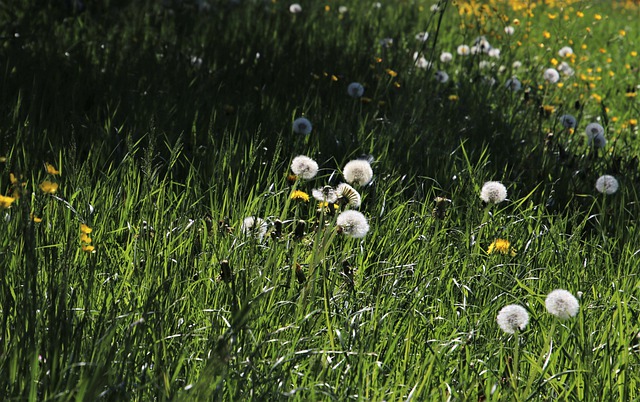 Free download green meadow nuns light dawn grass free picture to be edited with GIMP free online image editor