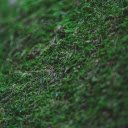 Free download Green Moss -  free photo or picture to be edited with GIMP online image editor