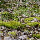 Free download Green Moss -  free photo or picture to be edited with GIMP online image editor
