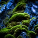 Green moss clings to rocks  screen for extension Chrome web store in OffiDocs Chromium