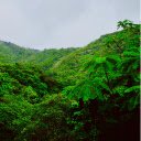 Green nature  screen for extension Chrome web store in OffiDocs Chromium