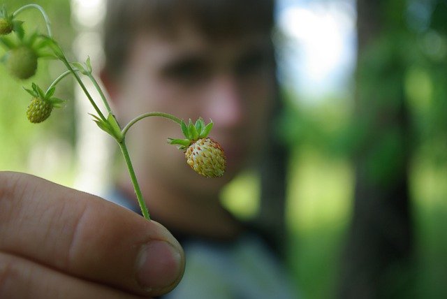 Free download green not ripe berry stem free picture to be edited with GIMP free online image editor