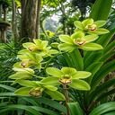 green orchid wallpaper...  screen for extension Chrome web store in OffiDocs Chromium