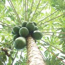 Green papaya tree  screen for extension Chrome web store in OffiDocs Chromium