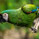 Green parrot  screen for extension Chrome web store in OffiDocs Chromium