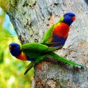 Green Parrots on a Tree  screen for extension Chrome web store in OffiDocs Chromium