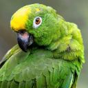 GREEN PARROT Theme  screen for extension Chrome web store in OffiDocs Chromium