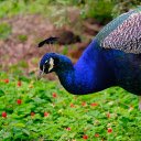 Green peacock and red flowers  screen for extension Chrome web store in OffiDocs Chromium