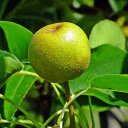 green pear  screen for extension Chrome web store in OffiDocs Chromium