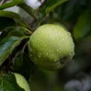 Green persimmon  screen for extension Chrome web store in OffiDocs Chromium