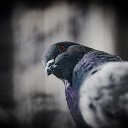 Green pigeon  screen for extension Chrome web store in OffiDocs Chromium
