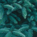 Green pine branches  screen for extension Chrome web store in OffiDocs Chromium