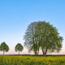 Green plants in the mustard garden  screen for extension Chrome web store in OffiDocs Chromium
