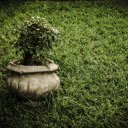 Green potted plants on the grass garden  screen for extension Chrome web store in OffiDocs Chromium
