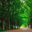 Green road  screen for extension Chrome web store in OffiDocs Chromium
