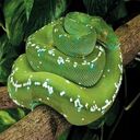 green snake wallpaper  screen for extension Chrome web store in OffiDocs Chromium