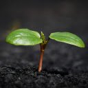 Green sprouts  screen for extension Chrome web store in OffiDocs Chromium