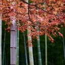 Green stem and red leaves  screen for extension Chrome web store in OffiDocs Chromium