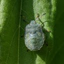 Green stink bug  screen for extension Chrome web store in OffiDocs Chromium