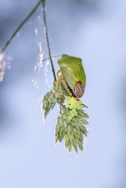 무료 다운로드 녹색 노린재 버그 노린재 곤충 무료 사진은 김프 무료 온라인 이미지 편집기로 편집할 수 있습니다.