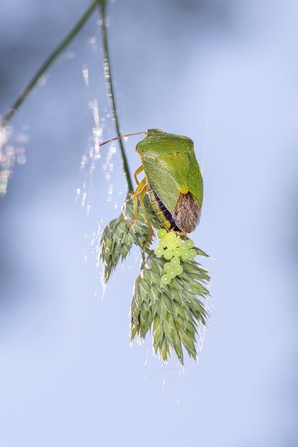 Descarga gratuita de chinche apestoso verde insecto chinche apestoso imagen libre de insectos para editar con el editor de imágenes en línea gratuito GIMP