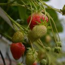 Green strawberries  screen for extension Chrome web store in OffiDocs Chromium