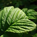 Green strawberry leaf  screen for extension Chrome web store in OffiDocs Chromium
