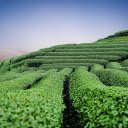 Green tea hill  screen for extension Chrome web store in OffiDocs Chromium