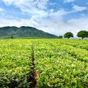 Green tea shrubs and trees against massive  screen for extension Chrome web store in OffiDocs Chromium