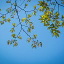 Green tree branches  screen for extension Chrome web store in OffiDocs Chromium