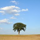 Green trees  screen for extension Chrome web store in OffiDocs Chromium