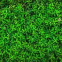 Green trees  screen for extension Chrome web store in OffiDocs Chromium