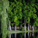 Green trees and weeping willows  screen for extension Chrome web store in OffiDocs Chromium