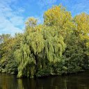 Green trees in the middle of the lake  screen for extension Chrome web store in OffiDocs Chromium