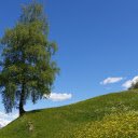 Green trees on flower hill  screen for extension Chrome web store in OffiDocs Chromium