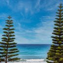 Green trees on the beach  screen for extension Chrome web store in OffiDocs Chromium