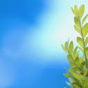 Green tree tops under blue sky  screen for extension Chrome web store in OffiDocs Chromium