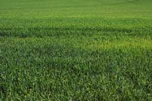 जीआईएमपी ऑनलाइन छवि संपादक के साथ संपादित किए जाने वाले हरे गेहूं के खेत की मुफ्त तस्वीर या तस्वीर को मुफ्त डाउनलोड करें