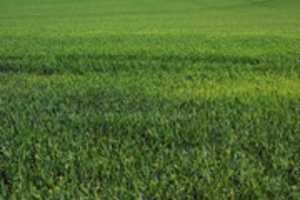 Muat turun percuma foto atau gambar Green Wheat Field percuma untuk diedit dengan editor imej dalam talian GIMP