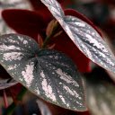 Green white leaves  screen for extension Chrome web store in OffiDocs Chromium