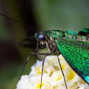 Green winged insect  screen for extension Chrome web store in OffiDocs Chromium