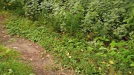Free download Grey Cat Stairs -  free video to be edited with OpenShot online video editor