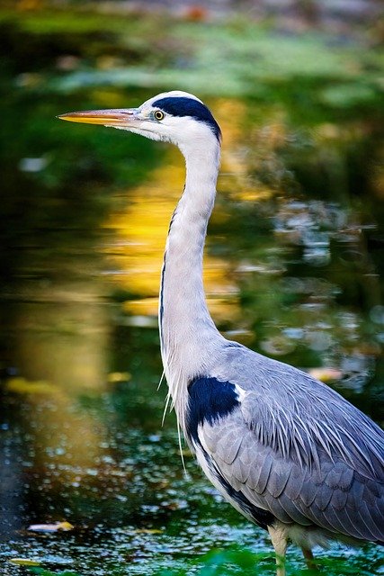 Free download grey heron bird animal avian free picture to be edited with GIMP free online image editor