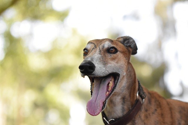 Téléchargement gratuit d'une image gratuite de chien de course à la retraite de lévrier à 45 mph à éditer avec l'éditeur d'images en ligne gratuit GIMP