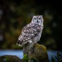 GREY OWL Theme  screen for extension Chrome web store in OffiDocs Chromium